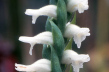 Lesser Ladies' Tresses