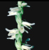 Twisted Ladies Tresses