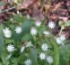 Great Chickweed