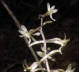 Cranefly Orchid bloom