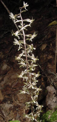 blooming stalk