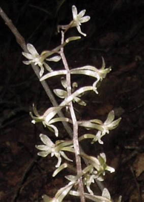 bloomstalk closeup