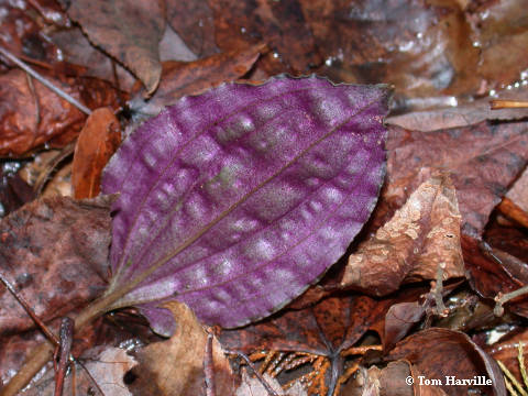 leaf underside