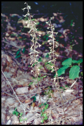 blooming stalk