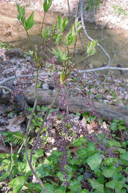 yellowroot plant