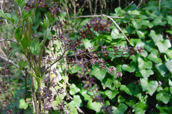 yellowroot blooms