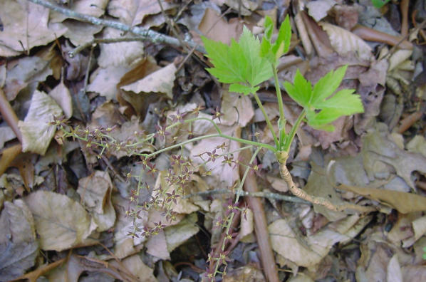 yellowroot leaf and bloom