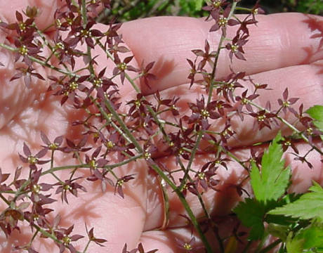 closeup of bloom