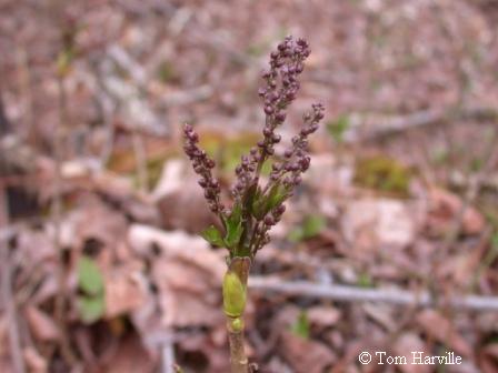 yellowroot buds