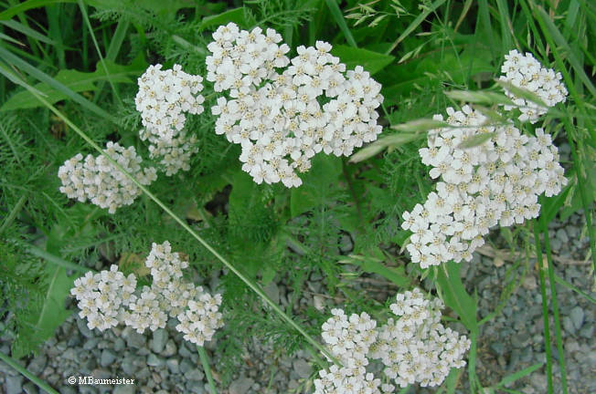 Yarrow