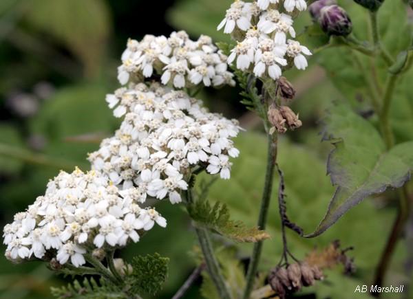 yarrow blooms