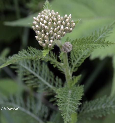 in bud