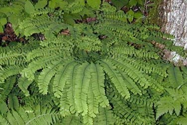 Northern Maidenhair fern