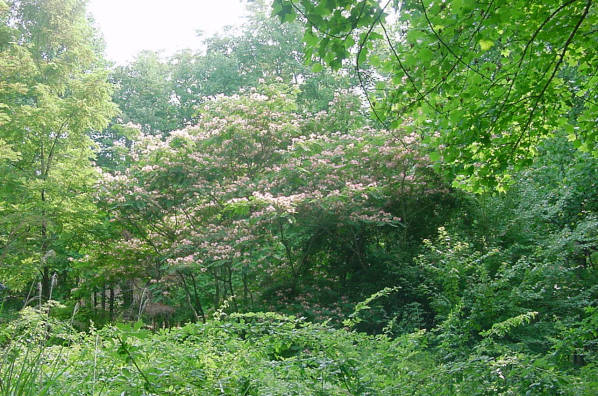 mimosa tree