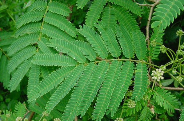 mimosa foliage