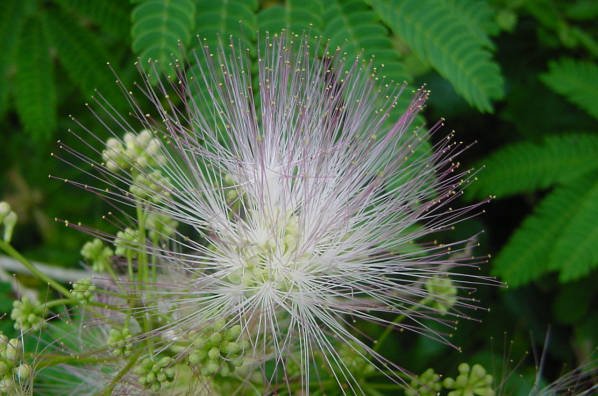 mimosa bloom