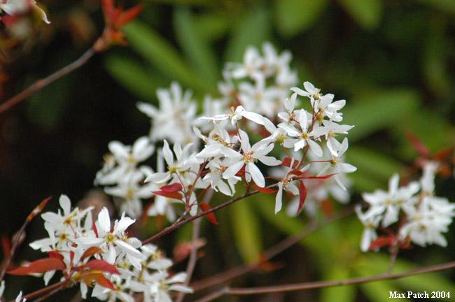 shadbush