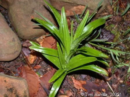 leaves, early spring