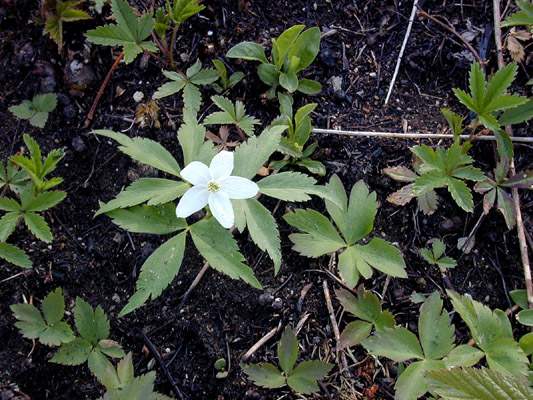 Wood Anemone