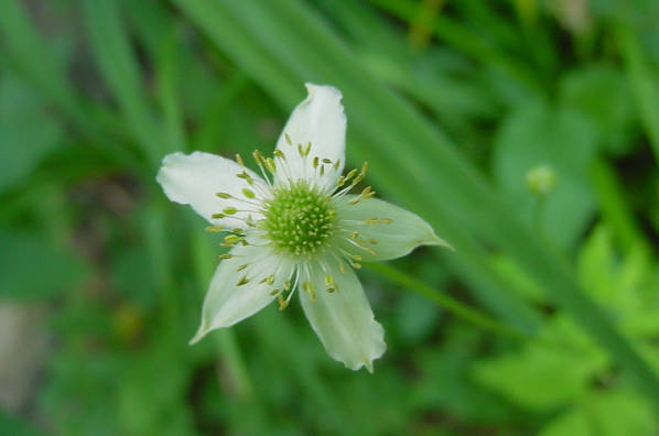 bloom up close!