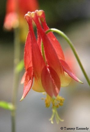 wild columbine