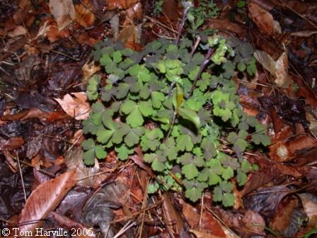 leaves in early spring