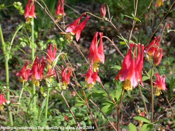 columbine plants