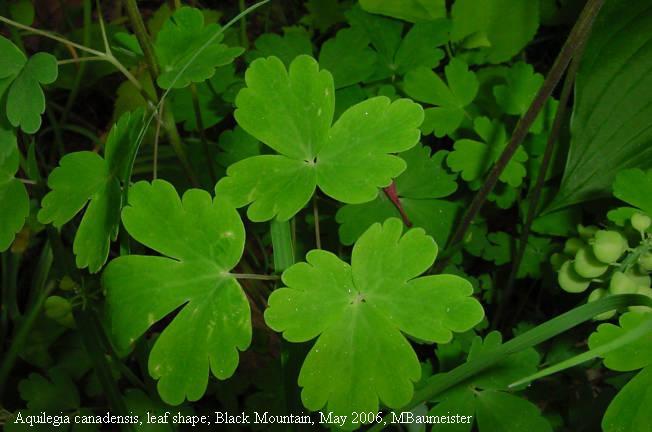 columbine leaves