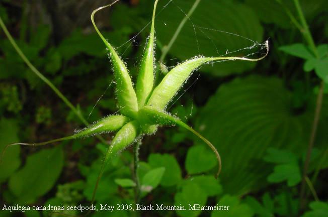 columbine seedpods