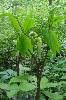 Jack in the pulpit