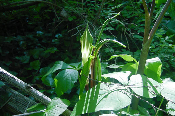 unfolding leaves