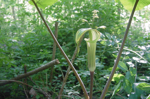 blooms