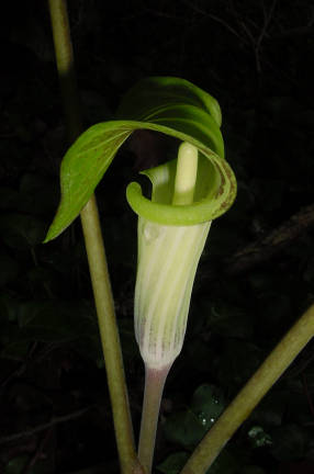 closeup of bloom