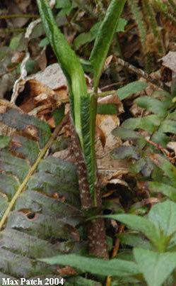 unfolding