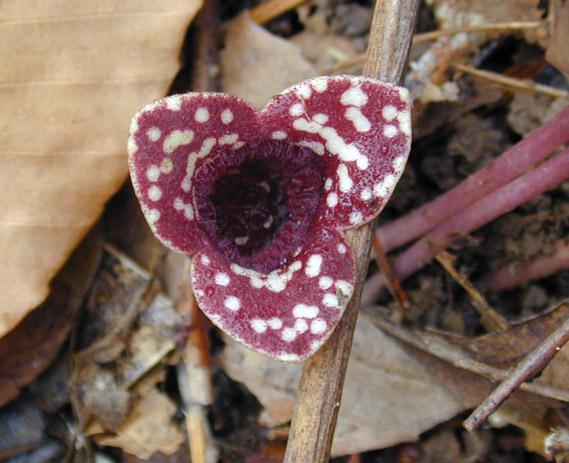 Wild Ginger bloom