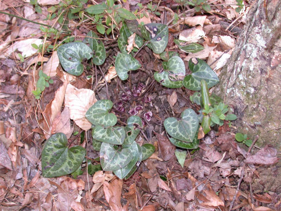 Wild Ginger plant