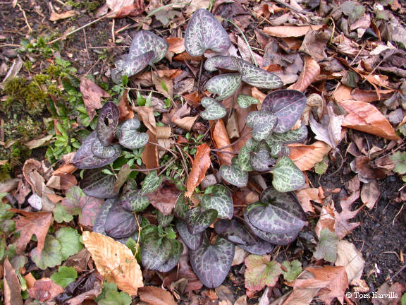 Wild Ginger plant