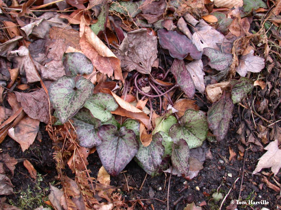 Wild Ginger plant