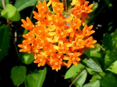 Butterfly Weed