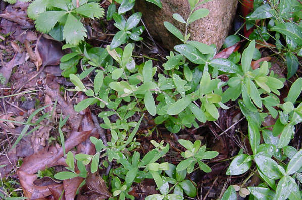 plant