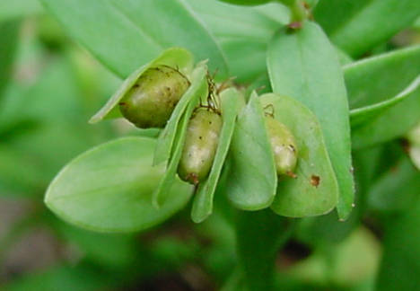 seed pods