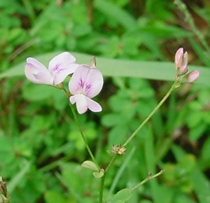 blooming