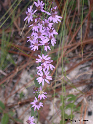 Aster flower