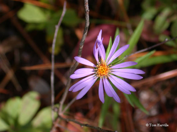 Aster flower