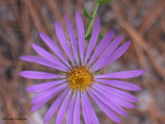 Aster flower