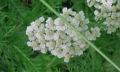 Yarrow