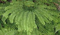 Northern Maidenhair fern