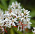 Allegheny Serviceberry