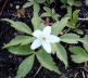 wood anemone