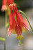 Wild Columbine